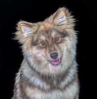 Finse Lapenhond