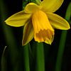 A flower of a Narcissus by Gerard de Zwaan