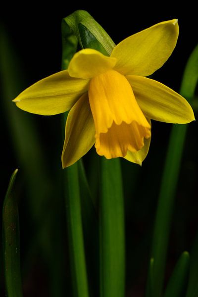 A flower of a Narcissus by Gerard de Zwaan