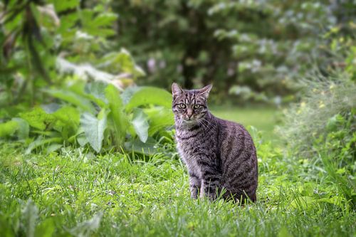 tabby cat sits in the grass in a garden and looks straight into the camera, green background with co