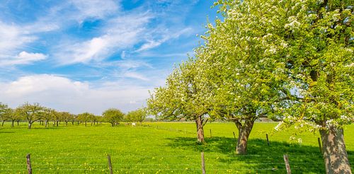 Appelbomen in een boomgaard met witte bloesem in de lente