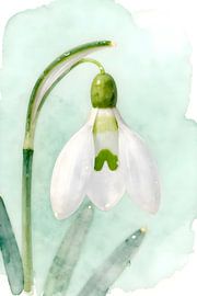 perce-neige sur Kristin M