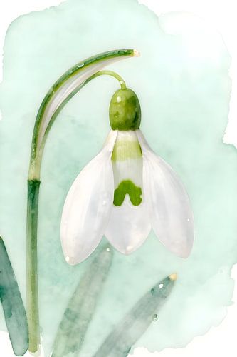 perce-neige