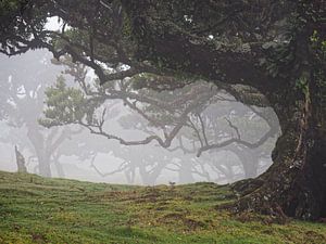 Laurierbomen in de mist - Madeira