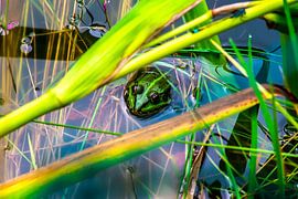 Een kleine groene kikker van Norbert Sülzner