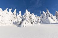 Snowbound Firs against a Blue Sky von Rob Kints Miniaturansicht