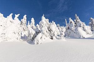 Snowbound Firs against a Blue Sky von Rob Kints