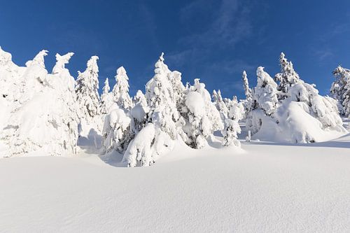 Snowbound Firs against a Blue Sky