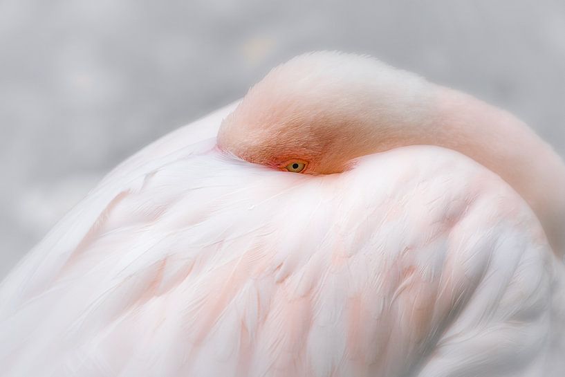 SLEEPING BEAUTY by Joachim Neumann