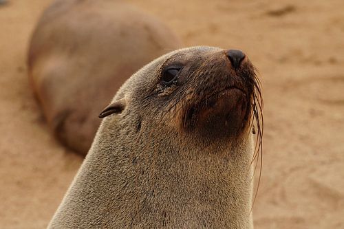 Zoekende zeehond