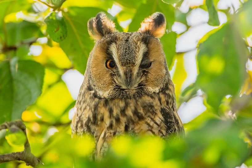 Waldohreule, die im Herbst in einem Baum sitzt von Sjoerd van der Wal Fotografie