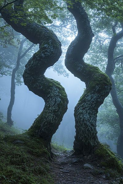 picturesque mystical forest by Egon Zitter
