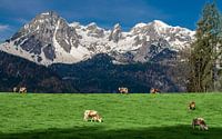 Klassieke Alpenweide met koeien in Salzburgerland, Oostenrijk van Ralf van de Veerdonk thumbnail