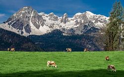 Klassische Alpe mit Kühen im Salzburgerland, Österreich