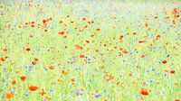 A summer feeling by Jose Gieskes thumbnail