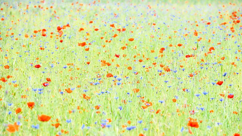 A summer feeling by Jose Gieskes