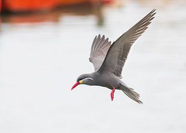 Incastern in flight by Lennart Verheuvel