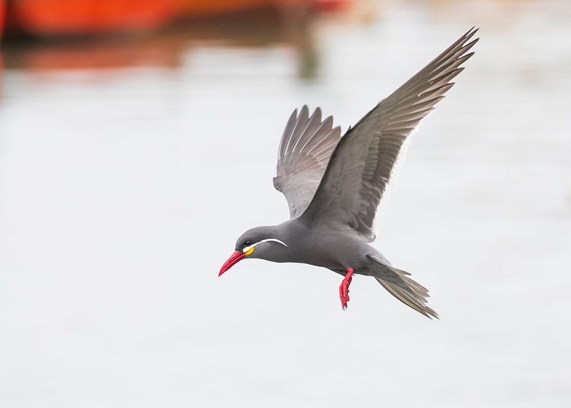 Inkaseeschwalbe im Flug von Lennart Verheuvel