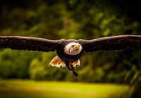 Amerikaanse zeearend in volle vlucht