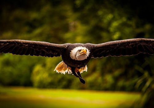 Aigle à tête blanche en plein vol