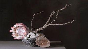 Nature morte 'Protea et coquille d'ormeau'.