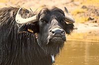 Head of a bathing black water buffalo