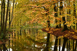 Herbstwald mit warmen Herbstfarben