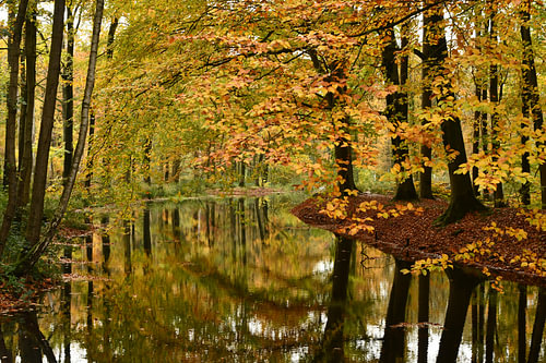 Autumnal woodland with warm autumn colours