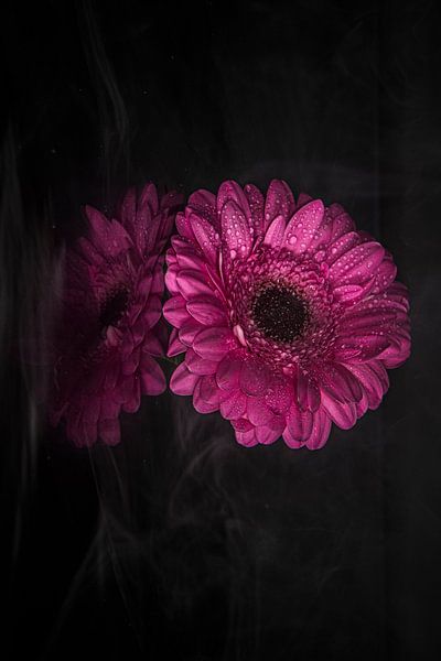 Reflection Gerbera flower by Greet Thijs