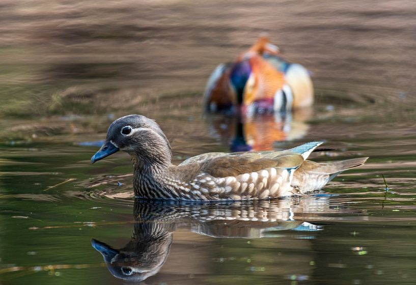 Mandarin duck in a pond in the middle of the Veluwe forest by Merijn Loch