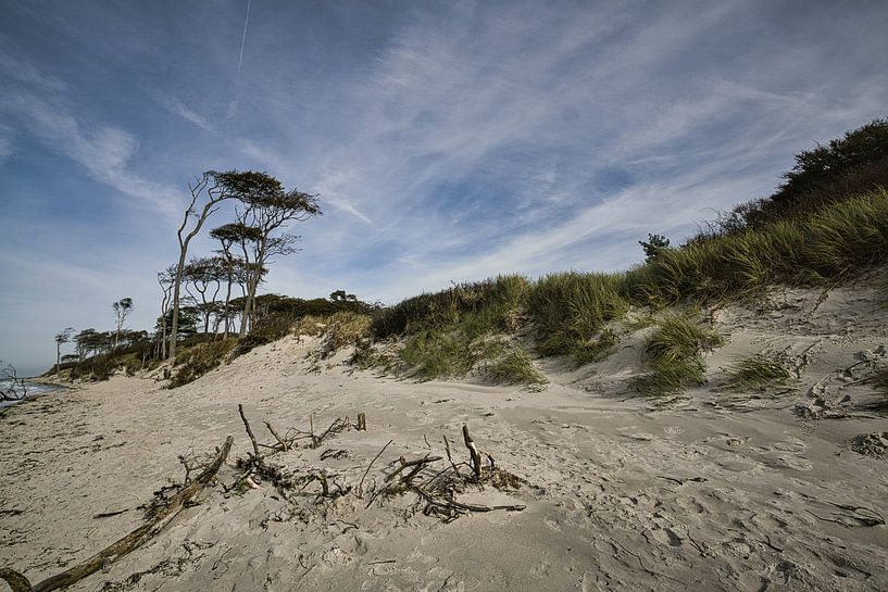 Trees shaped by the wind on the Baltic Sea beach. by Martin Köbsch