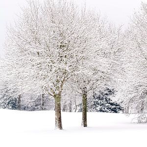 Sereen landschap in de sneeuw.
