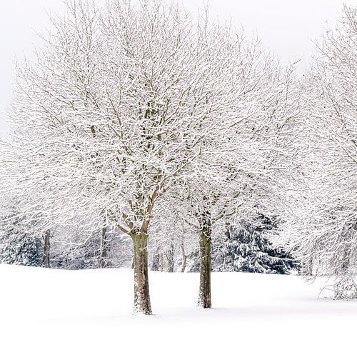 Serene landscape in snow. by Alie Ekkelenkamp
