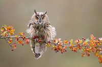 Eule auf Herbstzweig