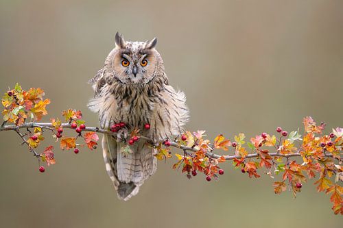 Owl on Autumn Branch by Dick van Duijn
