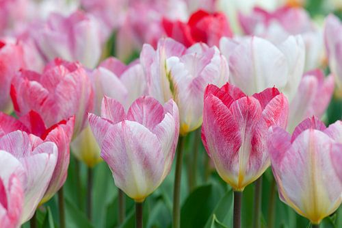 Roze tulpen