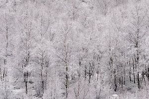 Wonderland