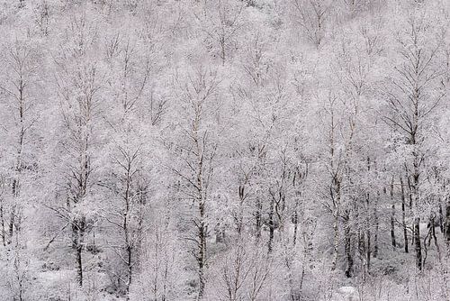 Sneeuw in de Ardennen