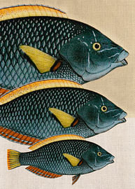 Klassische Fischmotive 10 von Fernando Vieira