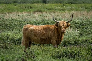 Schottische Highlander auf dem Feld
