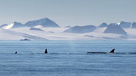 Group of Orca's in the landscape of Antarctica by Anges van der Logt