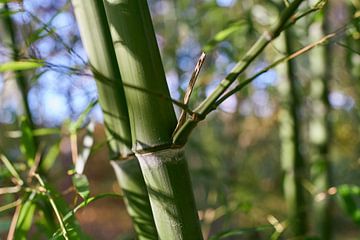 Bamboe van Heiko Kueverling