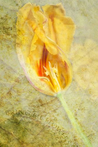 Gele tulp kaart , geef een bloemengroet
