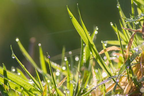 Gras in de ochtenddauw