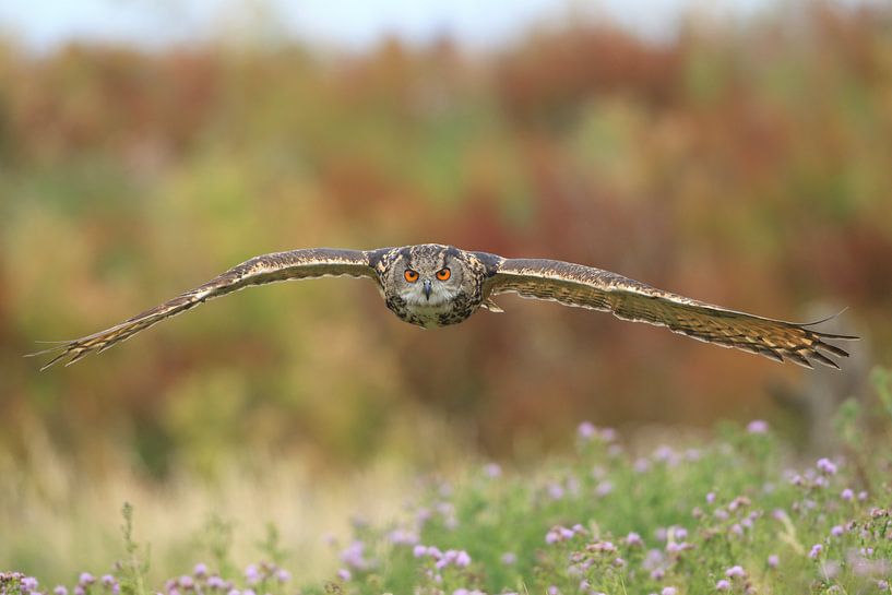 Eagle owl in flight by Jeroen Stel