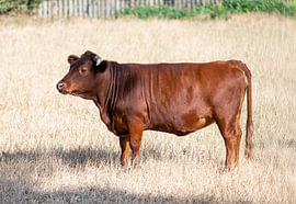 A cow between gold and summer light by Werner Lerooy
