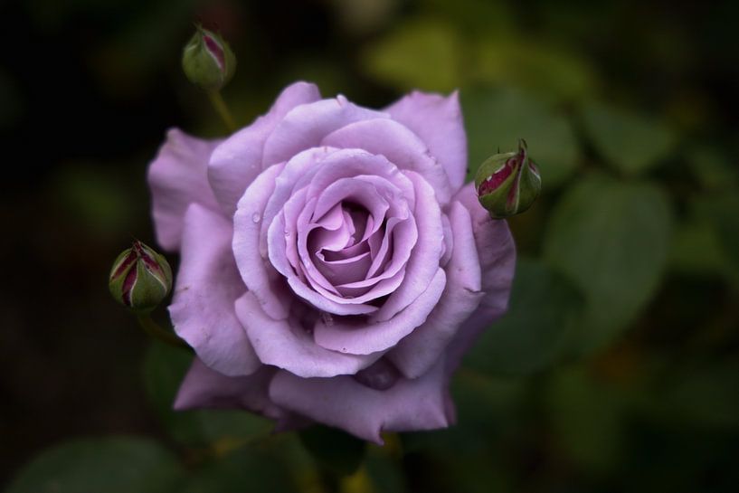 Lila Rose von Myrna's Photography