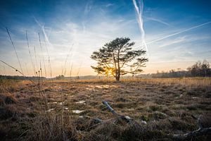 The Lonely by Max ter Burg Fotografie