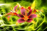 Lilien