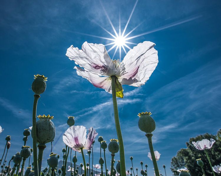 Witte klaproos met de zon in stervorm als tegenlicht by Harrie Muis